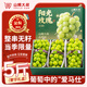 山姆大叔 陽(yáng)光玫瑰葡萄青提【JD/順豐-多地次日達】無(wú)籽晴王葡萄水果禮盒 3A級 嘗鮮果（單果6-8g） 2斤【實(shí)惠嘗鮮】較劃算