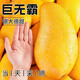 【新鮮發(fā)貨】金煌芒果一級芒果整箱水果當季現摘新鮮青甜心特大果 5斤大果【單果約360g+】
