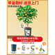 桂花樹(shù)苗四季桂盆栽耐寒開(kāi)花不斷濃香型室內(nèi)庭院大樹(shù)地栽花卉植物 四季桂4年苗40-60cm+青山盆+盆貼+吊卡香包 帶盆栽好