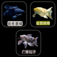 毛如意蝴蝶鯉魚(yú)球體短身大鰭長(cháng)尾冷水魚(yú)錦鯉紅色觀(guān)賞魚(yú)活體 順豐16-18CM黑白黃 各1條貴妃