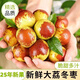 味果生陜西大荔冬棗應(yīng)當(dāng)季新鮮水果脆棗子冰糖紅棗灰棗現(xiàn)摘整箱水果 5斤大果【單果15-20g】