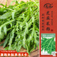 壽禾 芝麻菜種子種苗香濃家庭四季種植蔬菜種籽 濰豐尖葉芝麻菜種子8g