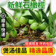 良知農哥【順豐】新鮮石橄欖 雙葉/單葉中小果石蓮煲湯食材石仙桃果 500g