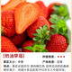 瑰瑋奶油草莓苗盆栽帶盆帶土種籽子可食用紅顏四季結果陽臺種植新苗秧 熱銷奶油草莓苗20顆（裸根苗發(fā)貨 不含盆