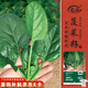 壽禾菠菜種子苗秋季蔬菜種籽陽(yáng)臺(tái)家庭種植 菠賽冬紅根圓葉菠菜種子25g