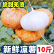 廣西涼薯新鮮現(xiàn)挖白心地瓜沙葛水果蔬菜農(nóng)家番薯即食脆甜10斤大果 1斤 【小果】新鮮脆甜多汁