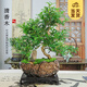 開時(shí)果 黑骨茶小葉紫檀盆栽 中式禪意盆景桌面觀景老樁胡椒木樹苗綠植 S彎老樁胡椒木+祥云盆+底座