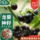 壽禾 黑悠悠種子苗龍葵葡萄葵果種籽食用 濰育墨豐野葡萄種子5000粒