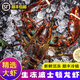百鮮洽特大龍蝦波士頓龍蝦活凍波龍大龍蝦海鮮水產(chǎn)冰鮮冷凍年貨禮盒 450g-550g/只【嘗鮮】