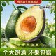 橙先森秘魯牛油果 新鮮進(jìn)口鱷梨營(yíng)養(yǎng)豐富當(dāng)季牛油果 4個(gè)【單果約160g】冰淇淋口感