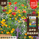 北蔬 花種子種苗四季種好養(yǎng)活室內(nèi)外盆栽野花?；ㄗ?野花種子組合10g