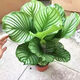傾顏蘋(píng)果竹芋孔雀竹芋貓眼竹芋新飛羽小仙女盆栽芋彩虹竹芋室內鳥(niǎo)巢蕨 蘋(píng)果竹芋約30厘米（含塑料原盆原土）