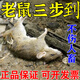 老鼠藥三步就窩一聞到餌劑端家用室內外死超強效力滅鼠特效 強力速殺滅鼠劑【5袋】飯店適用