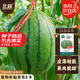 北蔬 2k西瓜種子種苗薄皮多汁禮品瓜水果種籽 2k西瓜種子約10粒