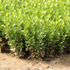 爾瀾100顆裝30-50厘米高小葉黃楊球苗瓜子黃楊樹(shù)苗綠化苗源頭直發(fā)