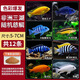 勝畫(huà)三湖慈鯛魚(yú)苗熱帶觀(guān)賞魚(yú)中小型淡水黑線(xiàn)王子冷水活魚(yú)小魚(yú)耐活好養 【色彩爆發(fā)】4-6CM慈鯛魚(yú) 12條