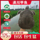 祺盛甲[特級公甲魚]潢川地標吊水瘦身仿野養(yǎng)生態(tài)甲魚馬蹄鱉水魚中華鱉 禮盒兩只公稻鱉共5斤足四年野養(yǎng)