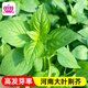 信研河南大葉荊芥種子春播味濃耐熱抗病農(nóng)家庭院陽(yáng)臺(tái)盆栽菜園蔬菜種子 【大葉荊芥種子 5g】約2500粒