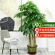 仙植緣【同城配送】高1-2米大型發(fā)財(cái)樹盆栽天堂鳥金錢樹開業(yè)喬遷綠植物 |約1.75米|步步高發(fā)財(cái)樹|原始盆 專車送貨 更快更好