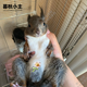 暮秋小主2025頭窩家養(yǎng)松鼠活物幼崽寵物雪地黃山金花松鼠活物魔王松鼠活體 三色魔王松鼠幼崽公母?jìng)渥ⅲ? title=