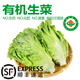 【有機】意大利生菜 現摘葉菜 西餐沙拉生熟兩吃百搭新鮮蔬菜整箱 【精選有機生菜】2.4斤裝/小家庭