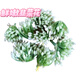 2025山東韭菜基地精品韭菜花上市啦，天然調(diào)味新鮮當(dāng)季蔬菜蔬菜 精品挑選韭菜花2斤