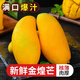 甜果源 金煌芒芒果 樹上現(xiàn)摘青黃皮芒果廣西應季熱帶新鮮水果送禮品包郵 凈重8.5斤精選果【單果300g+】