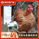 緣琳山一雞一身份證 無抗金蟬母雞電子身份證 煲湯老母雞 新鮮散養(yǎng)土雞 有身份證老母雞 一只【2斤左右】