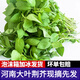 妙普樂荊芥菜新鮮 河南大葉荊芥葉菜調(diào)味涼拌菜莖芥 鮮嫩現(xiàn)挖現(xiàn)發(fā)帶根 現(xiàn)摘帶根荊芥 【1斤】