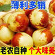 陜西現摘脆甜大荔冬棗 新鮮應當季時令棗子頭茬脆甜整箱 5斤(凈重4.5斤) 精選裝 單果10-15g