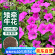 花沃里 矮牽?；ǚN子混色約100粒 花卉種子家庭盆栽草籽陽(yáng)臺(tái)/辦公/庭院