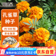 花沃里孔雀草種子約500粒 花卉種子四季花種子家庭盆栽土陽臺庭院花壇種
