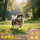 夢(mèng)茜兒純種雪橇犬棕色阿拉斯加幼犬活體寵物狗狗熊版黑色阿拉斯加狗狗 寵物級(jí) 高品質(zhì)1號(hào) 公