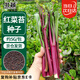 北蔬 紅菜苔種子種苗菜心菜薹四季青菜蔬菜種籽 北蔬紅菜苔種子5g