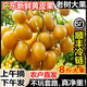 順豐加急達】廣東雞心黃皮果冷凍非無(wú)核冰糖黃皮當季冰鮮酸甜水果 4斤