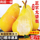 果真游順豐當(dāng)季甘肅新鮮香蕉梨太婆梨軟梨大頭梨茄梨大頭梨水果軟糯香甜 5斤大果12-13個到貨青，放黃了吃