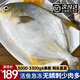 漁吻 金鯧魚新鮮鯧魚海捕 深海魚平魚鯧魚鮮活冷凍魚類金昌魚 金鯧魚550g/條*6條