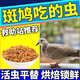 斑鳩吃的蟲子救助幼鳥吃什么飼料特級小顆粒鴿料混合谷物通用糧食 365ml 1罐 面包蟲干