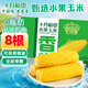 十月稻田 水果甜玉米新鮮 3.52斤(220g*8根)  即食 低脂早餐 雜糧禮盒