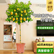 愛(ài)優(yōu)尚香水檸檬樹(shù)盆栽綠植大型室內客廳植物吸甲醛陽(yáng)臺四季好養源頭直發(fā)