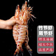 戀品惠海捕斑節蝦 國產(chǎn)活凍野外生長(cháng)對蝦九節蝦竹節蝦 海鮮蝦類(lèi) 竹節蝦 竹節蝦 1斤(凈重)  1斤巨大斑節蝦（3-4只）