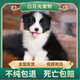 純種隕石邊牧幼犬邊境牧羊犬活體七白三通黑白金邊中型犬寵物小狗 血統(tǒng)級 黑白 公