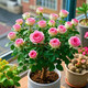 香水玫瑰花苗大花濃香型月季老樁盆栽花卉室內(nèi)外陽臺(tái)庭院四季開花 洛神少女粉【濃香/中瓣/四季開花】 精選10年老樁苗【3顆裝】+肥