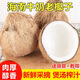 正宗海南老椰子椰寶新鮮現(xiàn)摘椰青椰子肉椰奶水新鮮椰子雞煲湯肉厚 中果（400-600g）送開果器+吸管 2個裝（冷藏后再喝，口感更佳）
