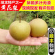 順豐湖北百里洲黃花梨砂梨現(xiàn)摘新鮮脆甜雪梨子沙梨翠冠梨送禮特產(chǎn) 順豐快遞 10斤送禮優(yōu)選