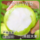 正宗碭山青梨新鮮梨子當(dāng)季現(xiàn)摘水果皇冠梨翠冠梨香酥脆蜜早雪梨q1 3斤【新鮮現(xiàn)摘】