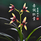 劉閣蘭花四季蘭名貴品種建蘭紅素花赤誠蘭花苗 現帶花苞出售高檔花卉盆栽 2苗連體裸根帶花苞