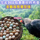 正宗散養(yǎng)土雞蛋新鮮農(nóng)村野外月子孕婦本柴雞蛋有機(jī)蟲(chóng)草笨雞蛋50枚 30枚
