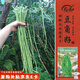 壽禾 長豆角豇豆種子苗搭架農(nóng)家菜園種植蔬菜種籽 豇豆種子25g約120粒