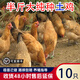 一斤重麻羽雞脫溫苗批發(fā)半斤產(chǎn)蛋王半大土雞苗散養(yǎng)綠殼蛋雞苗包活 4-5兩重麻羽雞苗  10只【3公7母】